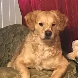 Meet your Posher, Yvette